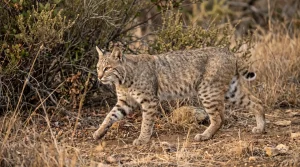mountain lions california's powerful native predators